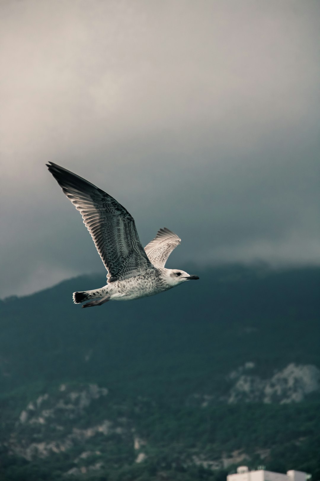 collection-03 a seagull flying in the sky with a mountain in the background qwyp4wovebi White Rock Local
