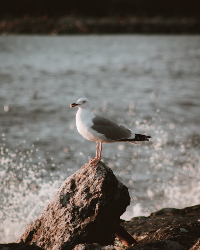 bedroom-bliss seagull on brown rock near body of water 10560299 White Rock Local