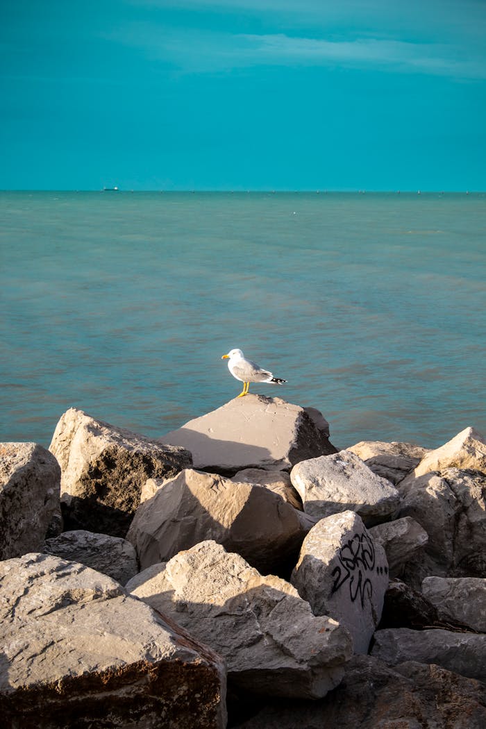 summer-sale seagull on rock by the tranquil sea 30304546 White Rock Local