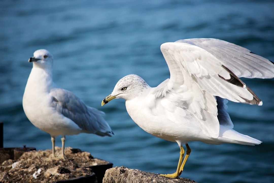 delivery-policy two white seagulls standing on gray stones ndaewvql1fo White Rock Local