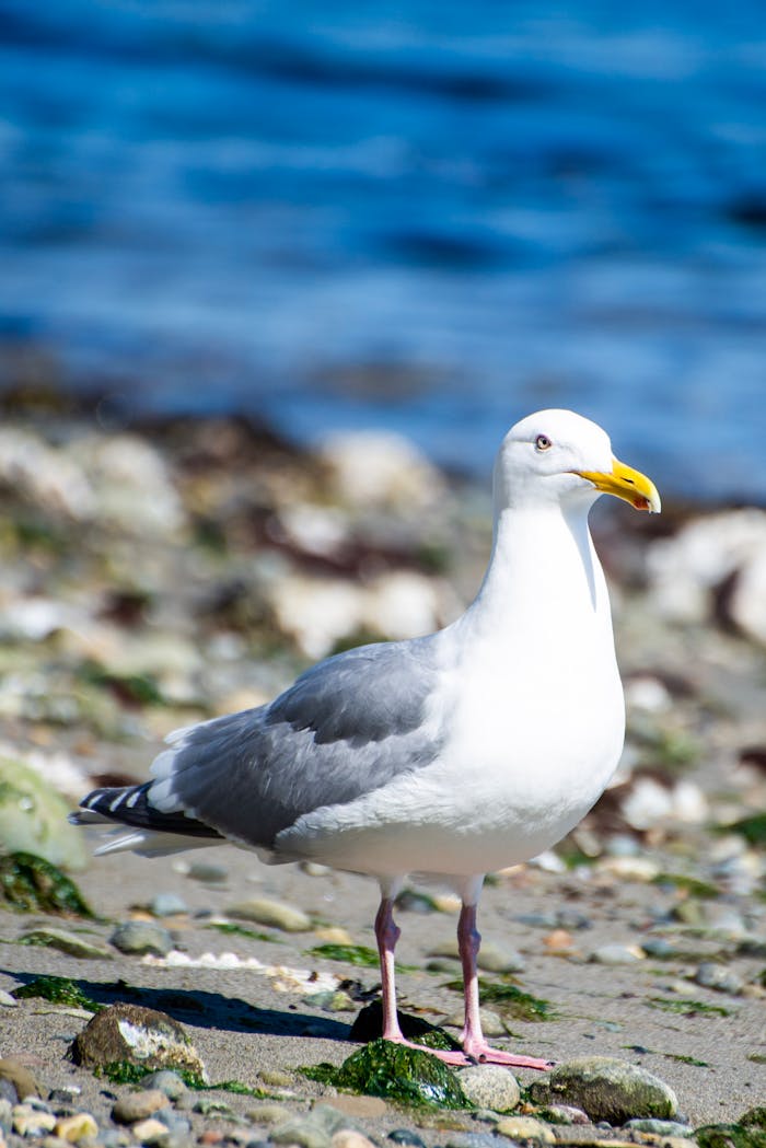 about-us-02 white and gray bird on sand 8449917 White Rock Local