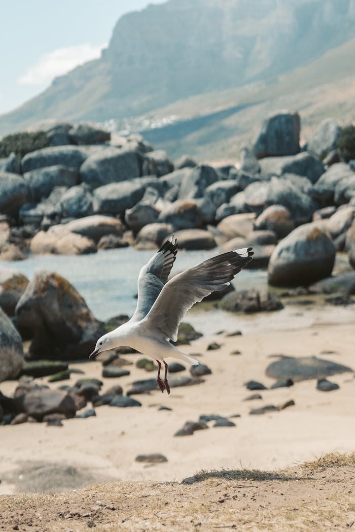 collection-01 white bird landing on brown sand 8537617 White Rock Local