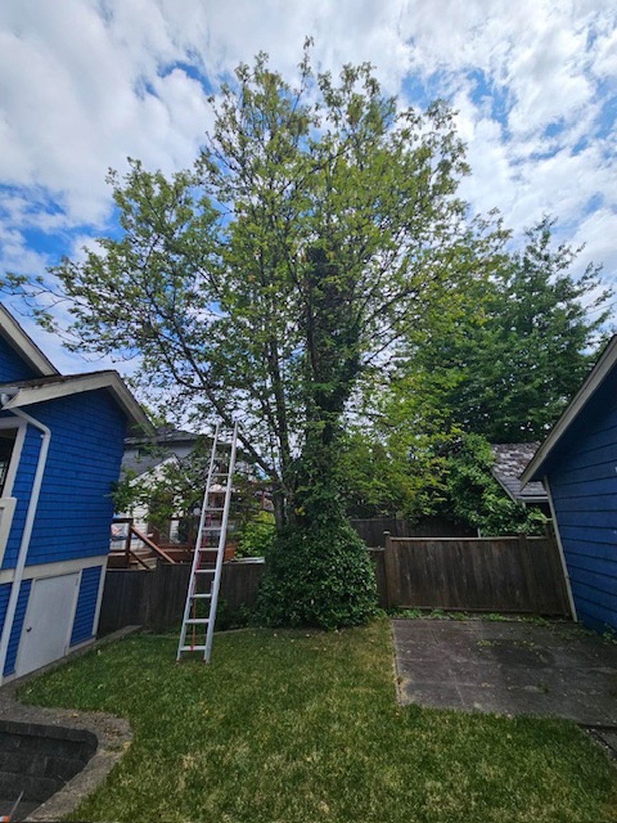 Second Chance Gardening - Plant rehabilitation and garden maintenance in Surrey BC