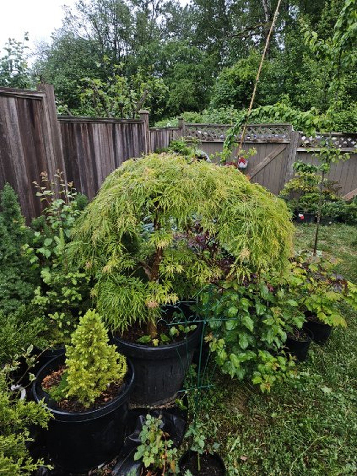Second Chance Gardening - Garden maintenance and lawn care