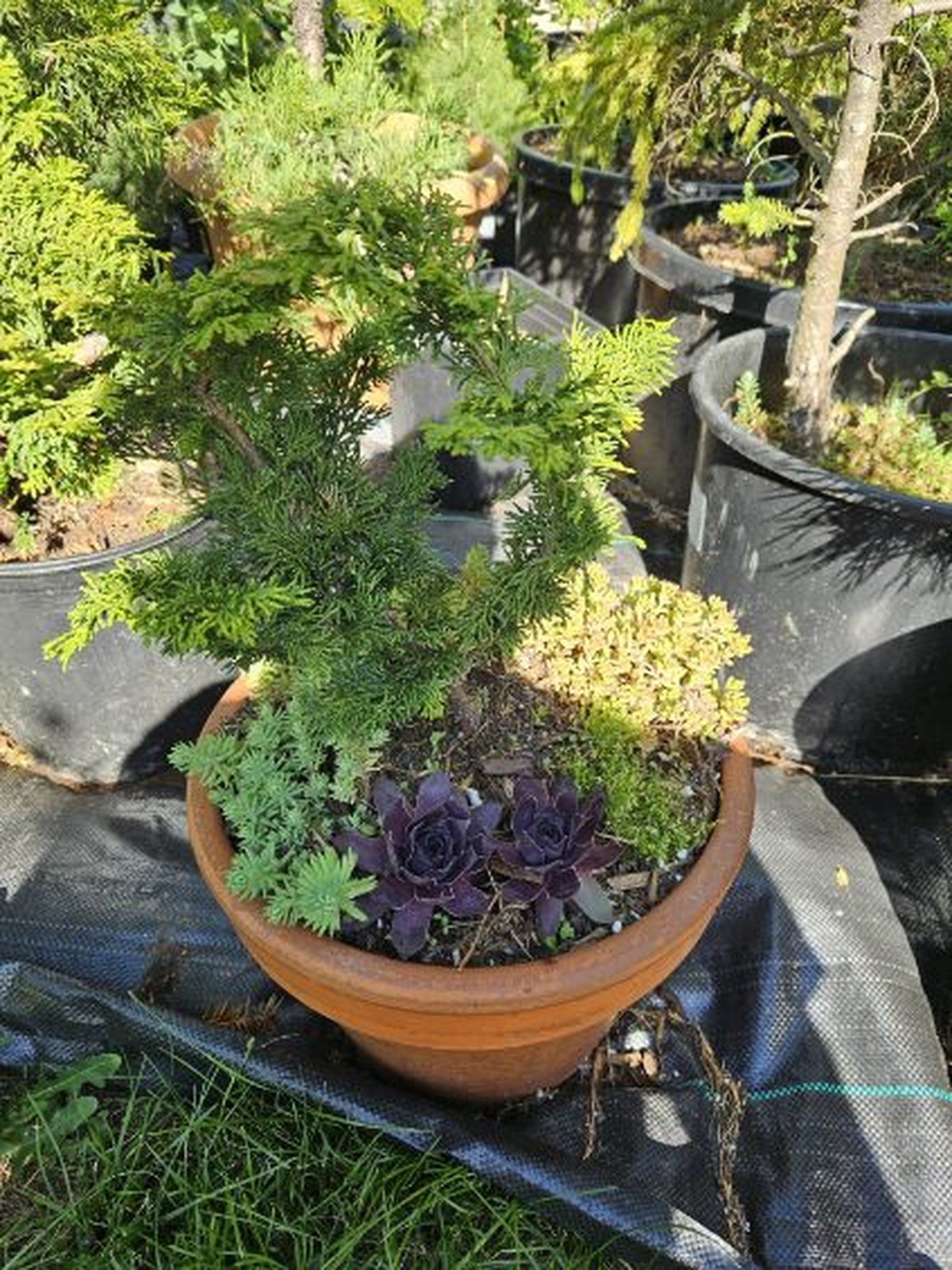 Second Chance Gardening - Plant care services