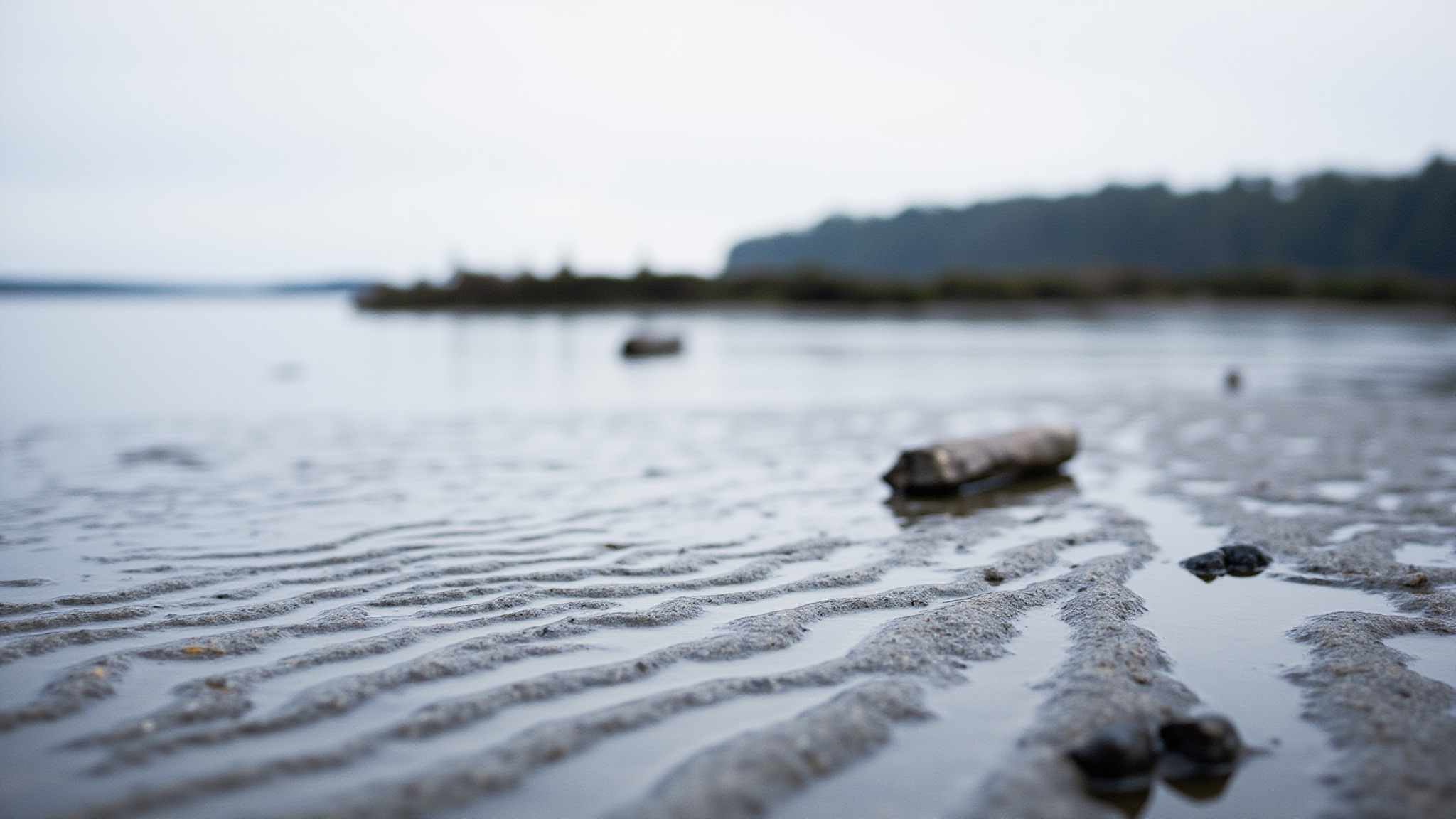 A Local's Guide to White Rock Beach: Tides, Parking, and Best Spots