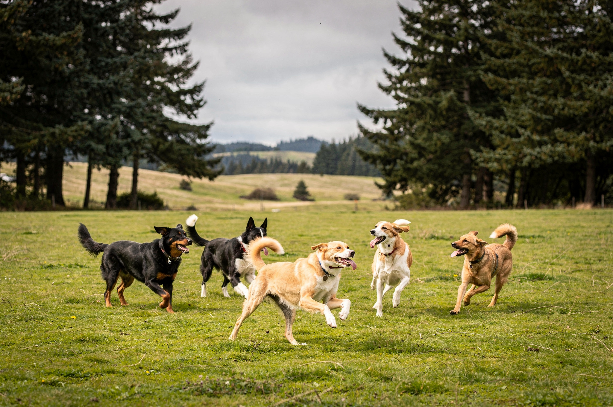 Dogs playing off leash in a grassy Pacific Northwest park