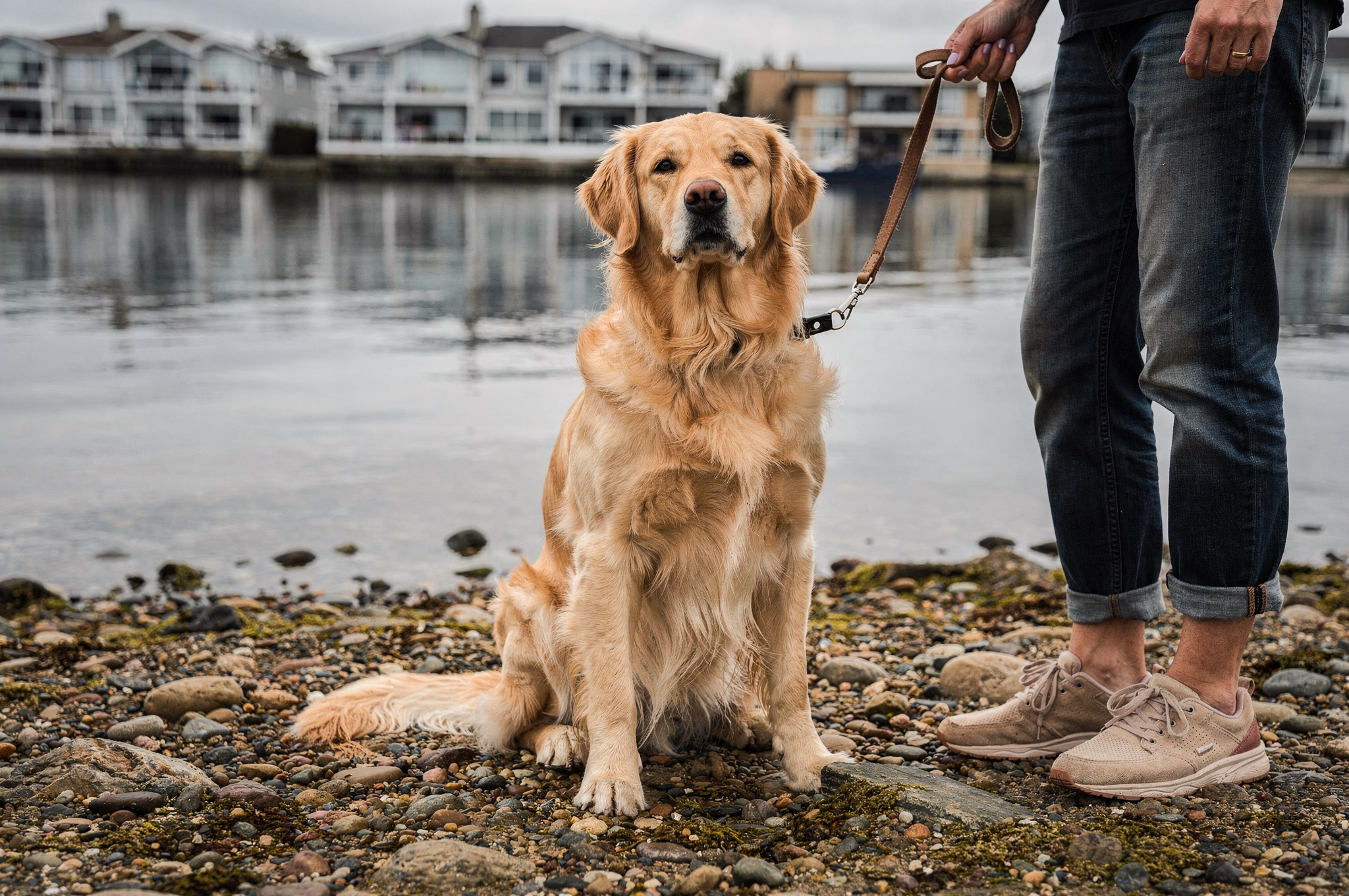 leashed dogs allowed waterfront