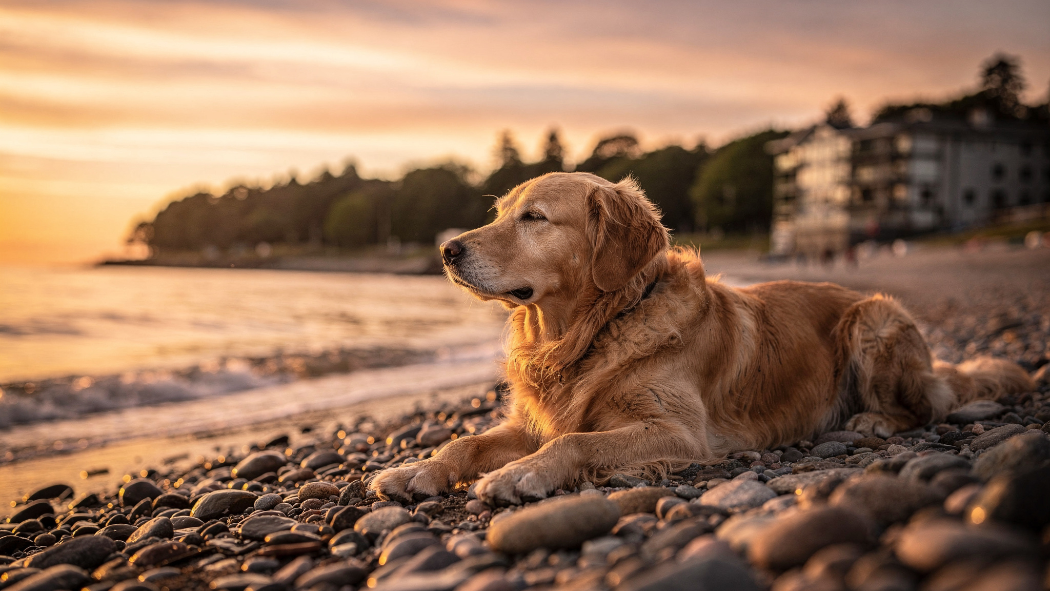 pet services in White Rock