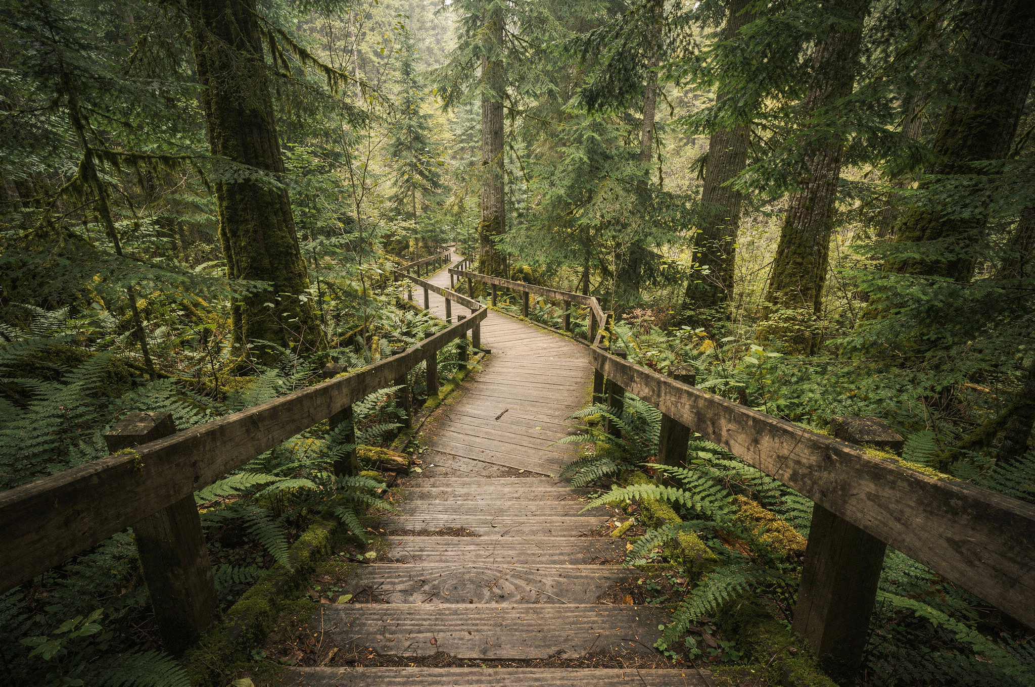 Wooden staircase descending through lush green forest in Ruth Johnson Park, bordered by ferns and tall trees.